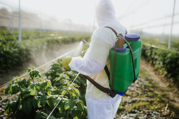 Professional Pest Control in Islamorada Village Of Islands, FL